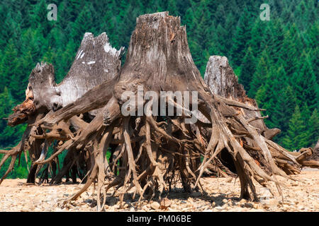 Die Freigabe der Gewässer in Detroit Lake Dam zeigt die Reste der Bäume, die entlang der See Küste entfernt wurden. Stockfoto