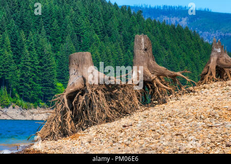 Die Freigabe der Gewässer in Detroit Lake Dam zeigt die Reste der Bäume, die entlang der See Küste entfernt wurden. Stockfoto