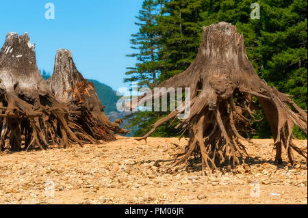 Die Freigabe der Gewässer in Detroit Lake Dam zeigt die Reste der Bäume, die entlang der See Küste entfernt wurden. Stockfoto