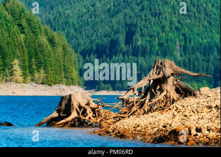 Die Freigabe der Gewässer in Detroit Lake Dam zeigt die Reste der Bäume, die entlang der See Küste entfernt wurden. Stockfoto