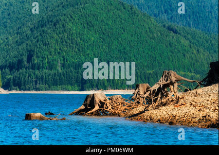 Die Freigabe der Gewässer in Detroit Lake Dam zeigt die Reste der Bäume, die entlang der See Küste entfernt wurden. Stockfoto