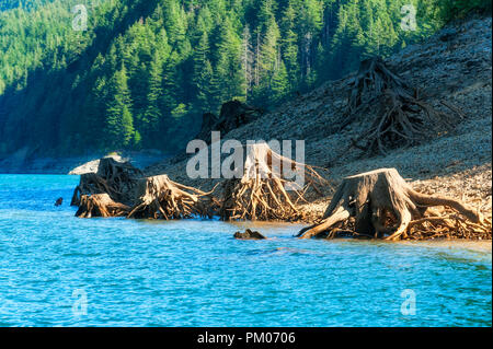 Die Freigabe der Gewässer in Detroit Lake Dam zeigt die Reste der Bäume, die entlang der See Küste entfernt wurden. Stockfoto