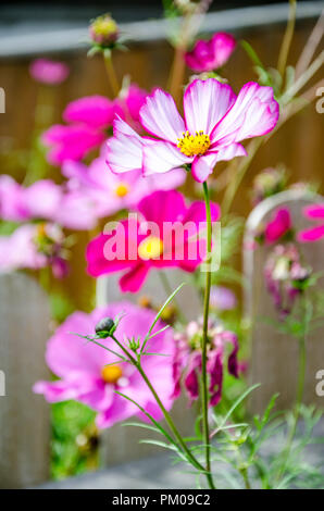 Cosmos Bipimmatus, Candy Sorten "Stripe' und 'Sensation Gemischten "wachsen in einem Wohngebiet Garten auf der Rückseite. Stockfoto