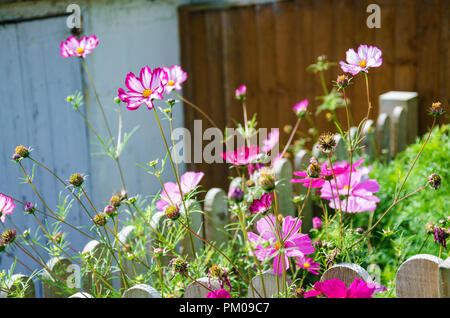 Cosmos Bipimmatus, Candy Sorten "Stripe' und 'Sensation Gemischten "wachsen in einem Wohngebiet Garten auf der Rückseite. Stockfoto