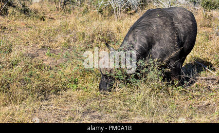 Ein Büffel mit Hörnern weiden im dichten Gras im Sonnenlicht. Dies ist in der Savanne im Krüger National Park. Üppige Vegetation Nahrungssuche Stockfoto
