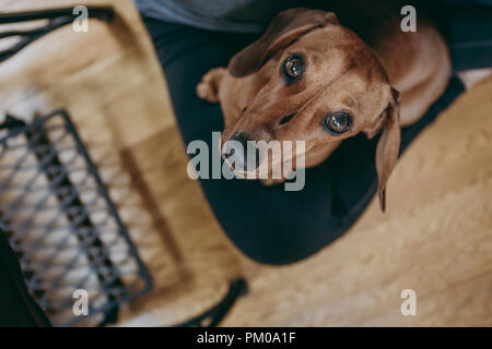 Porträt eines braunen glatte Haare Dackel, sitzen auf den Inhaber schoß, in die Kamera schaut, Ansicht von oben. Stockfoto