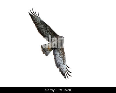 Mäusebussard im Flug auf weißem Hintergrund Stockfoto