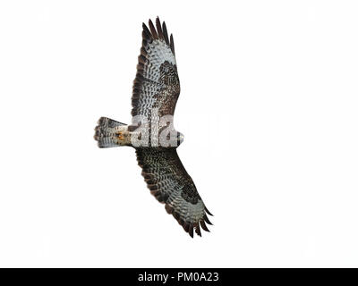 Mäusebussard im Flug auf weißem Hintergrund Stockfoto