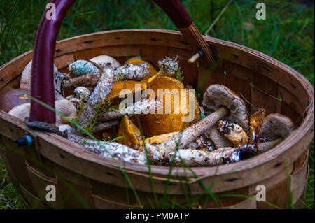 Korb mit Pilzen stand in Gras im Wald. Stockfoto