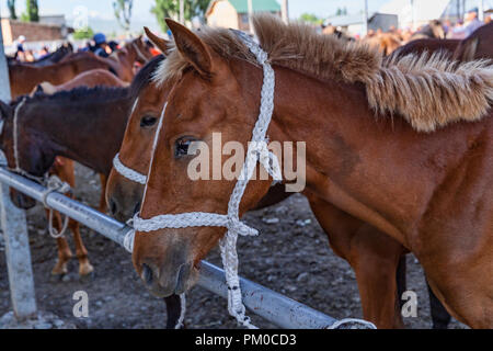 Berühmte Mals Basar (мал базары), oder tierischen Basar, in Karakol, Kirgisien. Stockfoto