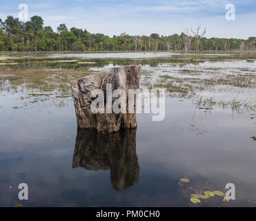 Die schöne Landschaft in der okawangosümpfe Stockfoto