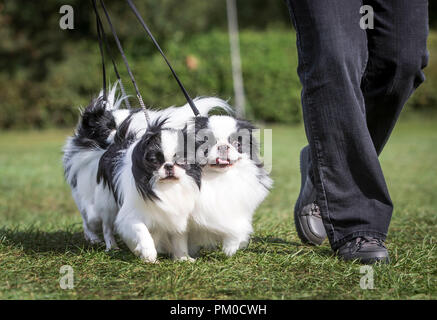 Japan Chin Hunde während der Darlington Hund Gesellschaft jährliche, in Ripon Pferderennbahn in Yorkshire. Stockfoto