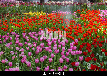 Zauberhafte Landschaft mit Sonnenaufgang über Tulpenfeld Stockfoto