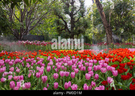 Zauberhafte Landschaft mit Sonnenaufgang über Tulpenfeld Stockfoto