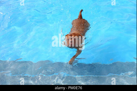 Ein Hund schwimmt an Saltdean Lido in Brighton, während der jährlichen Hund schwimmen am Ende der Saison am Lido zu markieren. Stockfoto