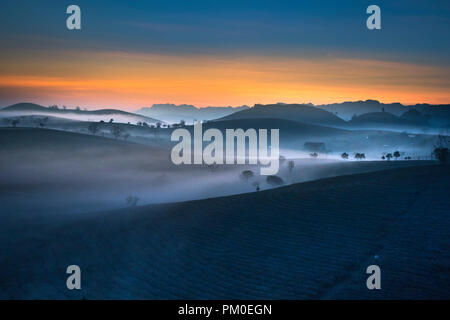 Phantasievolle Dawn mit frühen Morgen Tau auf Teeplantagen bei Moc Chau Farm, Son La Provinz, Vietnam Stockfoto