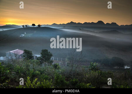 Phantasievolle Dawn mit frühen Morgen Tau auf Teeplantagen bei Moc Chau Farm, Son La Provinz, Vietnam Stockfoto