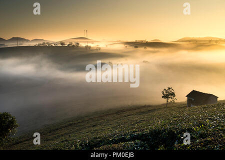 Phantasievolle Dawn mit frühen Morgen Tau auf Teeplantagen bei Moc Chau Farm, Son La Provinz, Vietnam Stockfoto