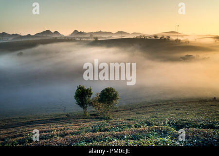 Phantasievolle Dawn mit frühen Morgen Tau auf Teeplantagen bei Moc Chau Farm, Son La Provinz, Vietnam Stockfoto