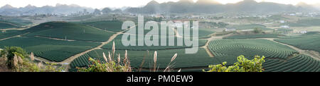 Phantasievolle Dawn mit frühen Morgen Tau auf Teeplantagen bei Moc Chau Farm, Son La Provinz, Vietnam Stockfoto