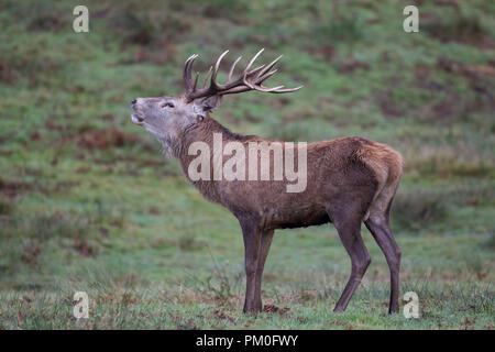 Männlichen Rothirsch Cervus elaphus mit prächtigen Geweih Aufruf im Herbst Stockfoto
