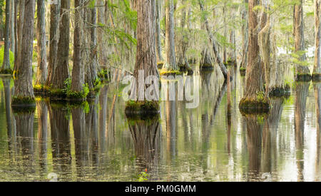 Reichlich wildlfie existiert in diesem üppigen Marsh Bereich im tiefen Süden der USA Stockfoto