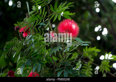 Makro Nahaufnahme eines schönen hellen Scharlachrot persischen Mimosa silk Tree (Albizia julibrissin) Stockfoto