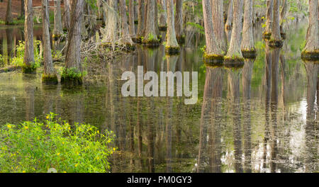 Bäume wachsen rechts oben aus dem Wasser in diesem Sumpf Sumpf Bereich der südlichen Vereinigten Staaten Stockfoto