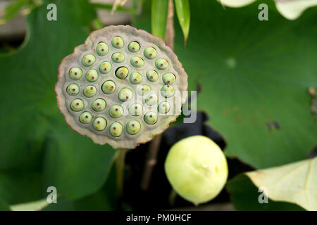 Lotus Flower seed Nahaufnahme Stockfoto