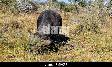 Ein Büffel mit Hörnern weiden im dichten Gras im Sonnenlicht. Dies ist in der Savanne im Krüger National Park. Üppige Vegetation Nahrungssuche Stockfoto