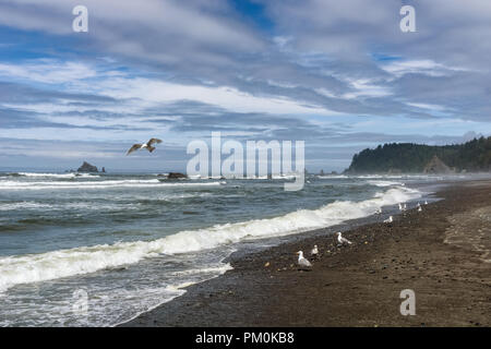 Rialto Beach Küste an einem sonnigen und bewölkten Tag mit einer Gruppe von Möwen entlang der Ufer, Olympic National Park, Washington State, USA. Stockfoto