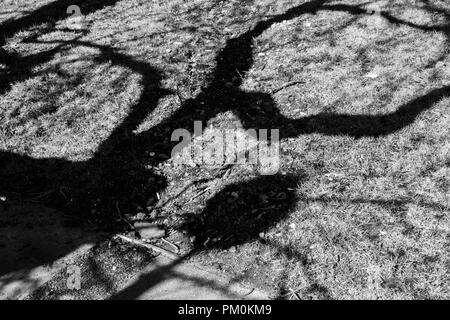 Sonnigen Tag Baum Schatten Stockfoto