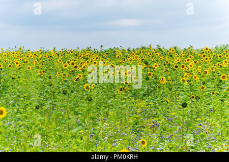 Buntes Feld von Sonnenblumen Pflanzen Stockfoto