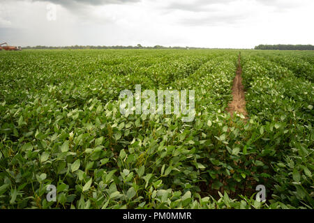 Georgia State Landwirtschaft schafft ein gesundes Grün Feld voll von gutem Essen Sojabohnen Stockfoto