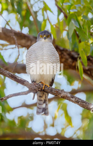 Wenig Sparrowhawk Accipiter minullus Lataba Camp, Krüger Nationalpark, Südafrika, 19. August 2018 Nach Accipitridae Stockfoto