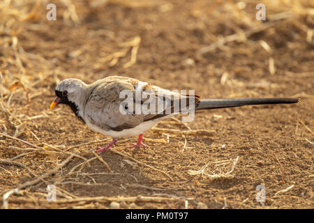 Namaqua Taube Oena capensis Krüger National Park, Südafrika, 17. August 2018 erwachsenen männlichen Columbidae Stockfoto