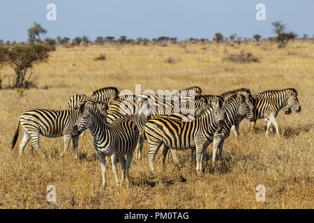 Ebenen Zebra Equus quagga Krüger National Park, Südafrika, 20. August 2018 Erwachsene Equiden früher Equus burchellii, gemeinsame Zebra oder Bu Stockfoto