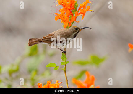 Scarlet-chested Sunbird Chalcomitra senegalensis Krüger National Park, Südafrika, 18. August 2018 erwachsene Frau Nectariniidae Stockfoto