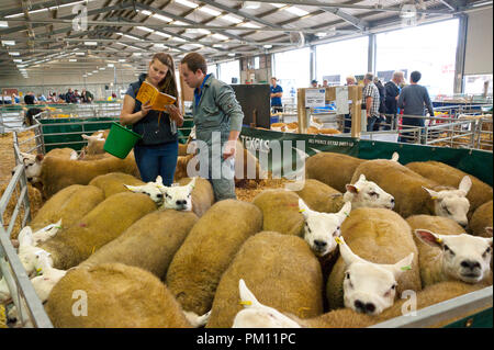 Llanelwedd, Powys, UK. 16.September 2018. Texel Rams sind für den Verkauf beschriftet. Inspektion und zeigen Veranstaltungen statt, die am Tag vor dem NSA (National Schafe Association) Wales & Grenze Ram Verkauf - angeblich die größte in Europa - auf der Royal Welsh Showground in Powys, Wales, UK. Es gibt zwei NSA Wales & Grenze Ram Umsatz jedes Jahr gehalten: Eine frühe Eine im August und eine im September. Mehr als 5.000 Widder aus über 30 Rassen auf Verkauf. © Graham M. Lawrence/Alamy leben Nachrichten Stockfoto