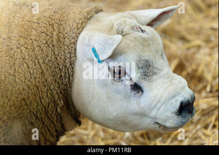 Llanelwedd, Powys, UK. 16.September 2018. Ein Texel ist bereit für den Verkauf. Inspektion und zeigen Veranstaltungen statt, die am Tag vor dem NSA (National Schafe Association) Wales & Grenze Ram Verkauf - angeblich die größte in Europa - auf der Royal Welsh Showground in Powys, Wales, UK. Es gibt zwei NSA Wales & Grenze Ram Umsatz jedes Jahr gehalten: Eine frühe Eine im August und eine im September. Mehr als 5.000 Widder aus über 30 Rassen auf Verkauf. © Graham M. Lawrence/Alamy leben Nachrichten Stockfoto