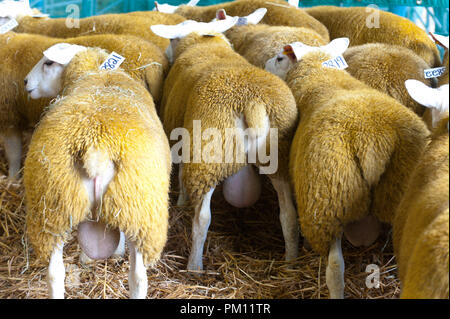 Llanelwedd, Powys, UK. 16.September 2018. Texel Rams sind bereit für den Verkauf. Inspektion und zeigen Veranstaltungen statt, die am Tag vor dem NSA (National Schafe Association) Wales & Grenze Ram Verkauf - angeblich die größte in Europa - auf der Royal Welsh Showground in Powys, Wales, UK. Es gibt zwei NSA Wales & Grenze Ram Umsatz jedes Jahr gehalten: Eine frühe Eine im August und eine im September. Mehr als 5.000 Widder aus über 30 Rassen auf Verkauf. © Graham M. Lawrence/Alamy leben Nachrichten Stockfoto