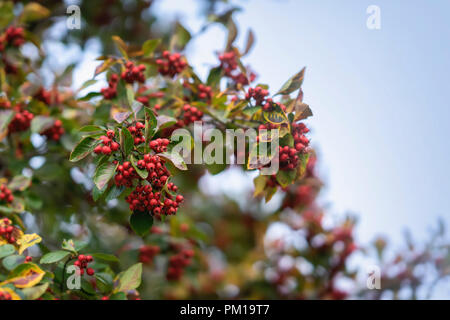 Vogelbeere Zweig. Red Mountain Ash auf dem Hintergrund eines blauen Himmels. Herbst rot ashberry Stockfoto