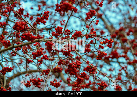 Rowan, natürliche Herbst patern und Textur, Früchte der Eberesche, blauer Himmel Stockfoto