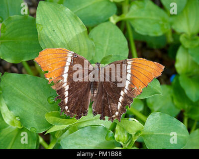 Eine Rusty-Tipped Seite Schmetterling auf ein Blatt, Siproeta epaphus in einer Schmetterlingsfarm in die Botanischen Gärten von St Andrews, Fife, Schottland. Stockfoto