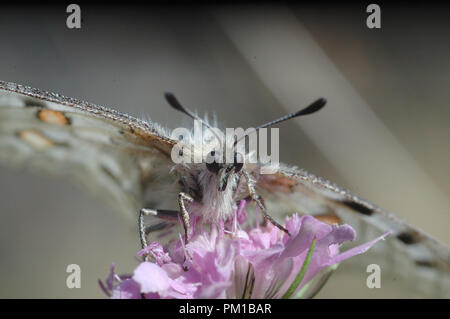 Apollo. Nationalpark Gran Paradiso Stockfoto