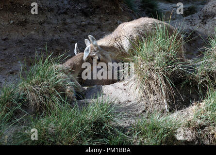 Ein Porträt von zwei jungen Ibex (Capra ibex). Nationalpark Gran Paradiso Stockfoto