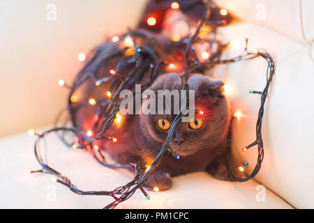 Ferien- und PET-Konzept - Scottish Fold Cat spielt mit Christmas Garland Stockfoto