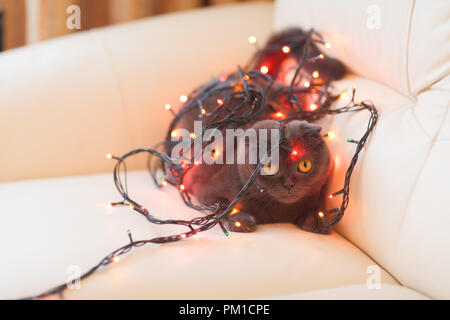 Ferien- und PET-Konzept - Scottish Fold Cat spielt mit Christmas Garland Stockfoto