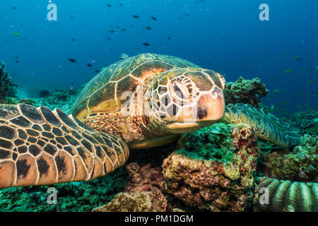 Grüne Schildkröte, (Chelonia mydas) Balicasag Island, Bohol, Philippinen Stockfoto