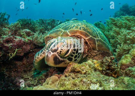 Grüne Schildkröte, (Chelonia mydas) Balicasag Island, Bohol, Philippinen Stockfoto